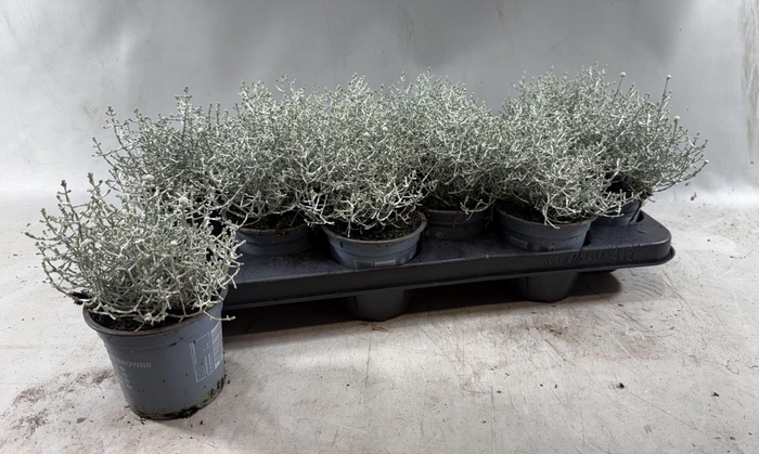 <h4>Leucophyta (Calocephalus) brownii</h4>