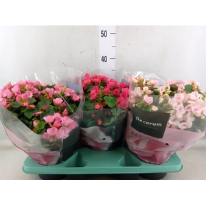 Begonia elat. EN 'Betulia' ..mix