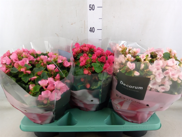 <h4>Begonia elat. EN 'Betulia' ..mix</h4>