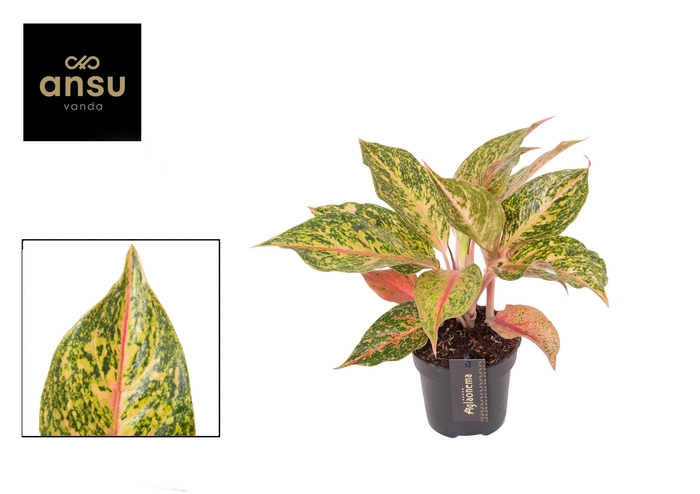 <h4>Aglaonema Samba Red</h4>