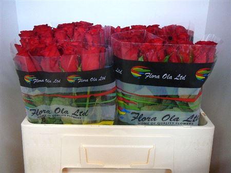 <h4>R Gr Revolution</h4>