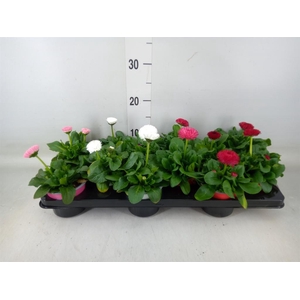 Bellis perennis 'Roggli'   ...mix