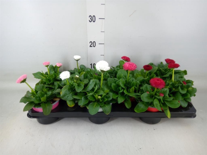 <h4>Bellis perennis 'Roggli'   ...mix</h4>