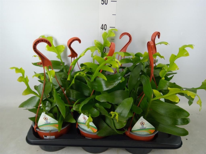 <h4>Epiphyllum   ...</h4>