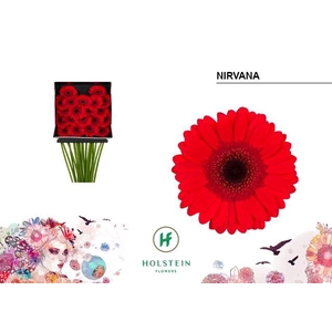 Germini Nirvana Diamond Per Kaart