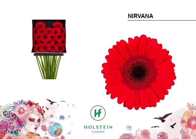 <h4>Germini Nirvana Diamond Per Kaart</h4>