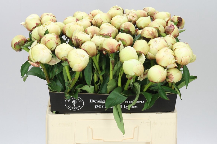 <h4>Paeonia Brethour A2</h4>