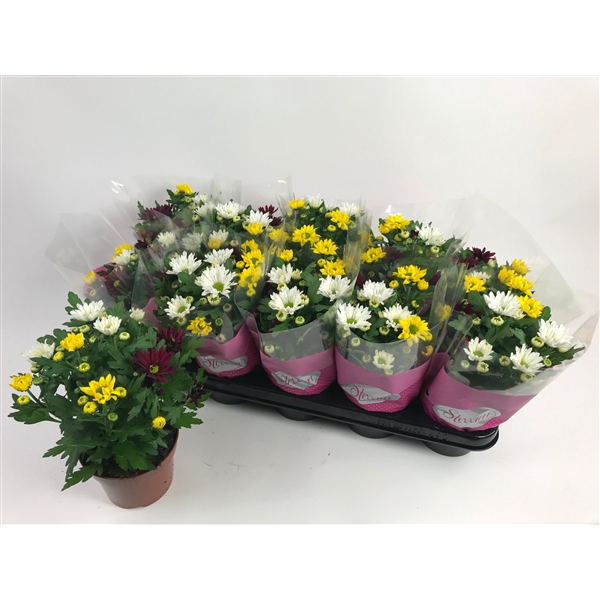 <h4>Chrysanthemum Indicum Stream mix Fusion</h4>