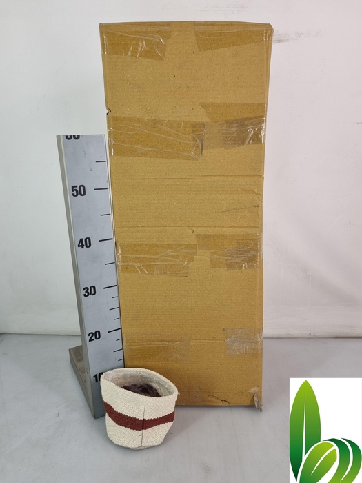 <h4>HUIS EN TUINDECO H%</h4>