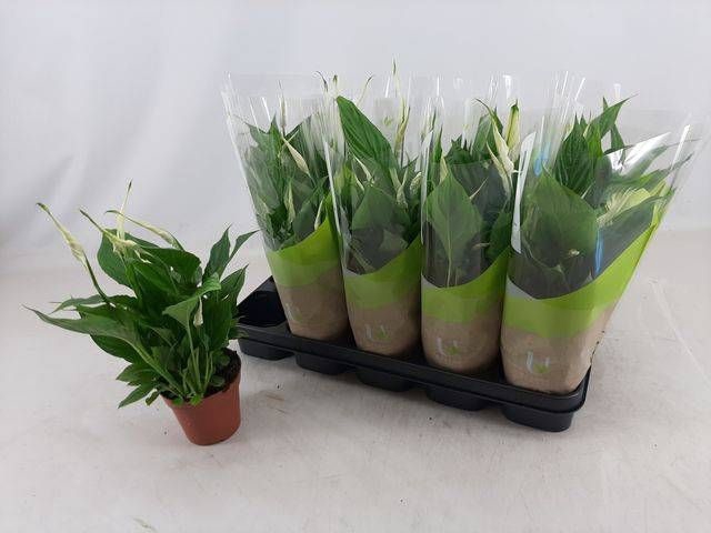 <h4>SPATH TORELLI</h4>