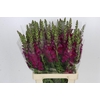 Antirrhinum Potomac Red