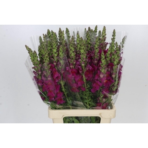 Antirrhinum Potomac Red