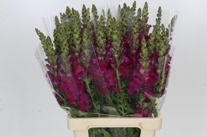 <h4>Antirrhinum Potomac Red</h4>