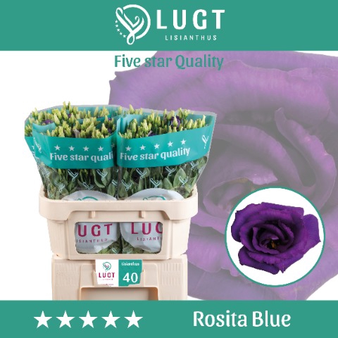 <h4>Lisianthus Rosita Blue</h4>