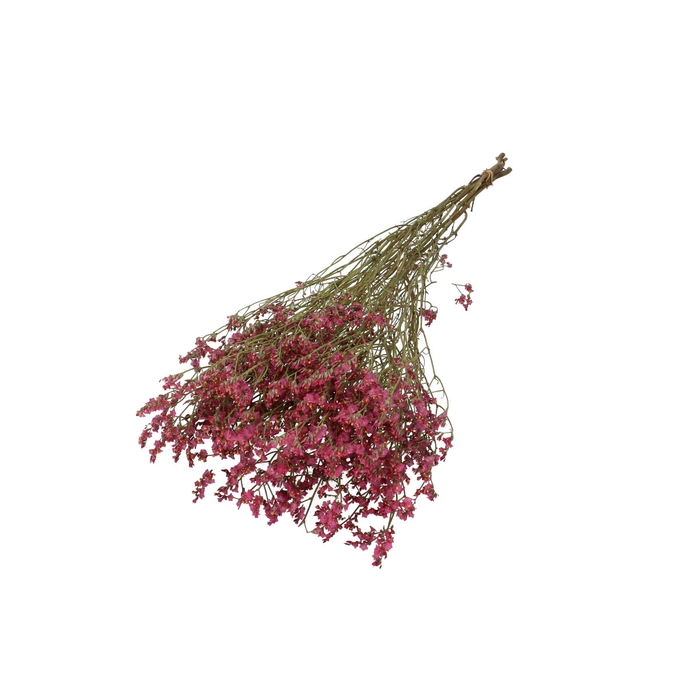 <h4>Dried flowers Limonium Diamond 70cm</h4>