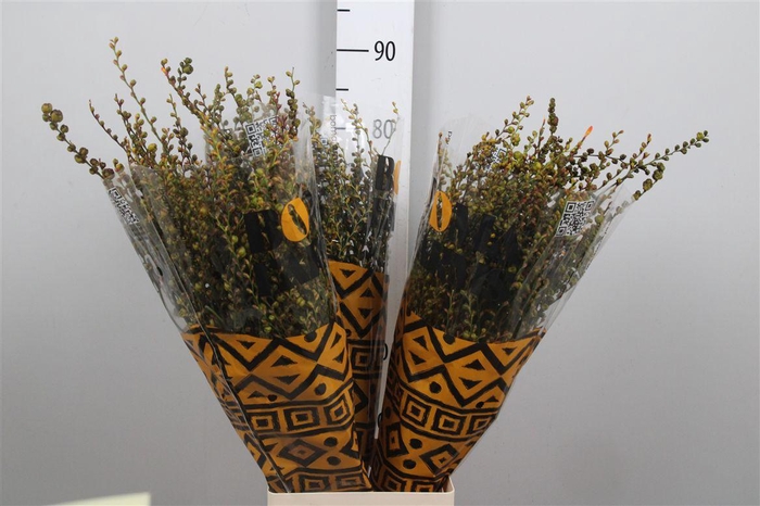 <h4>Crocosmia Met Bes</h4>