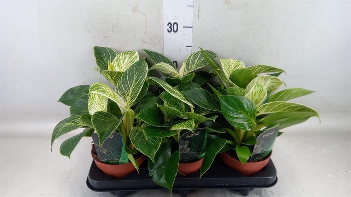 <h4>Philodendron   ...</h4>