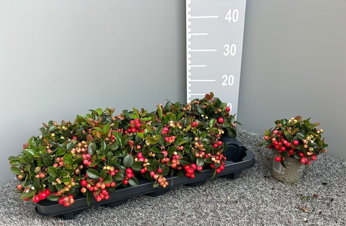 <h4>GAULTH PR BIG BERRY</h4>