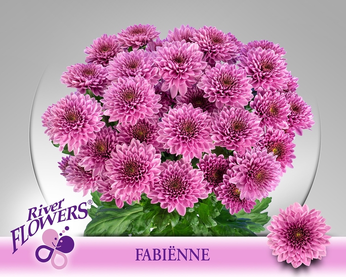 <h4>CHR T FABIENNE</h4>