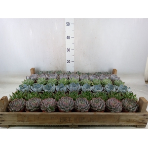 Echeveria   ...