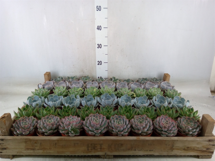 <h4>Echeveria   ...</h4>