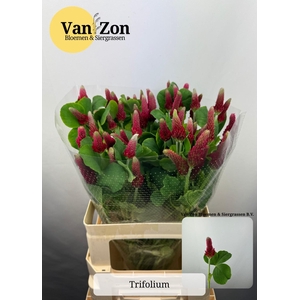 TRIF PURPUREUM