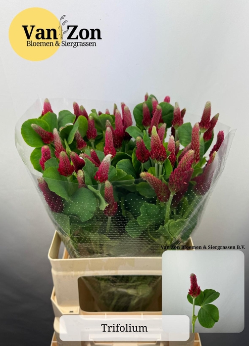 <h4>TRIF PURPUREUM</h4>