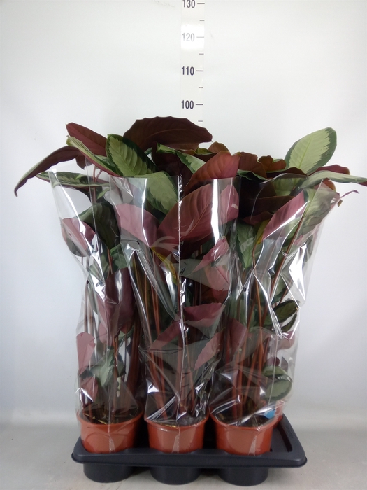 <h4>Calathea picturata 'Argentea'</h4>