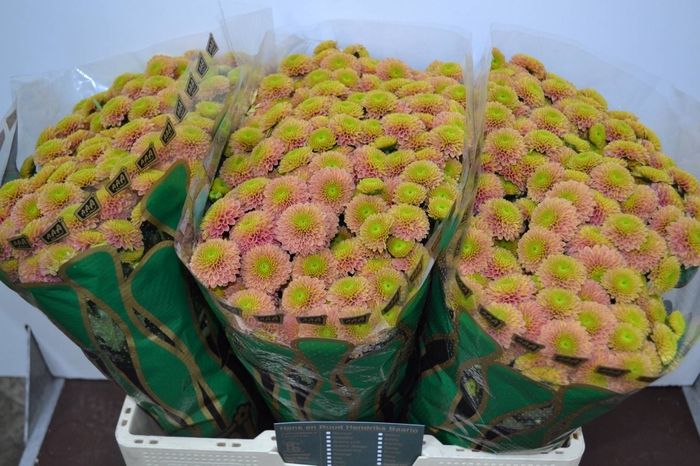 CHR S AAA JEANNY PEA