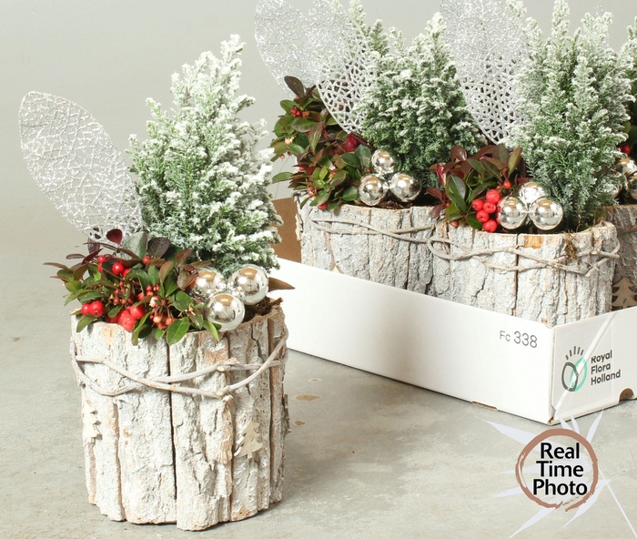 <h4>ARR TUINPLANTEN</h4>