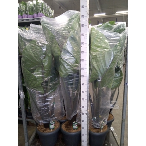Alocasia   ...