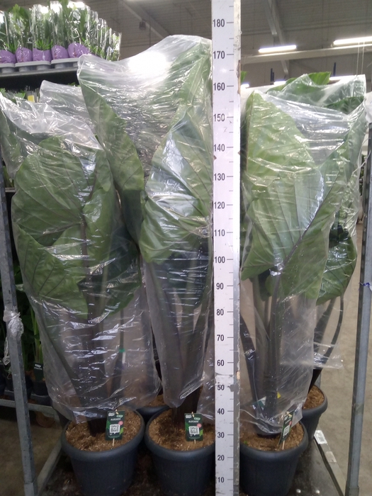 <h4>Alocasia   ...</h4>