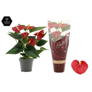 Anthurium 9 cm Diamond Red in Couture Diamond Line Purple sleeve