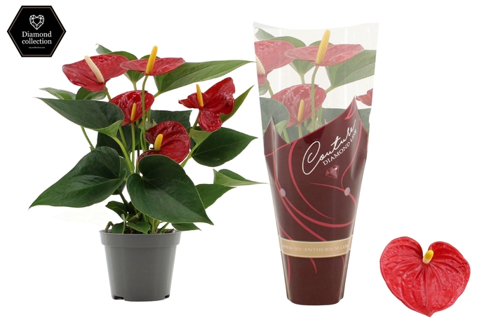 <h4>Anthurium 9 cm Diamond Red in Couture Diamond Line Purple sleeve</h4>