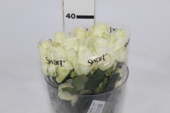 <h4>ROSA AVALANCHE 040 CM ESTUFA</h4>