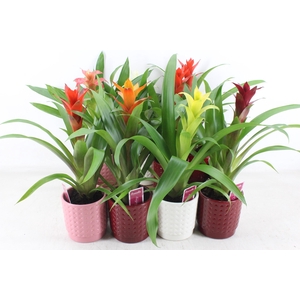 arr3 ZS - Ker. bubble mix guzmania