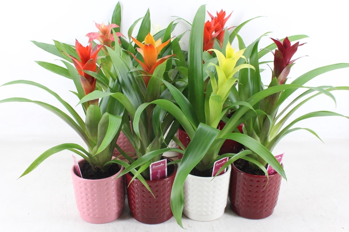 <h4>arr3 ZS - Ker. bubble mix guzmania</h4>