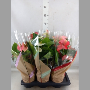 Anthurium   ...mix 4