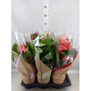 Anthurium   ...mix 4