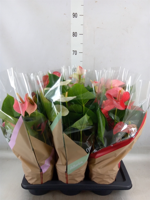 <h4>Anthurium   ...mix 4</h4>