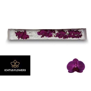 Phal An Stellenbosch