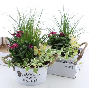 ARR TUINPLANTEN