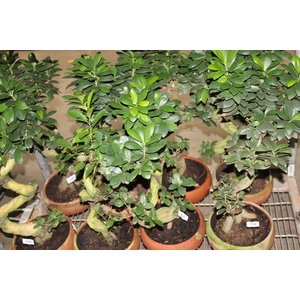 BONSAI FICUS MICROCARPA GINSEN VB C30