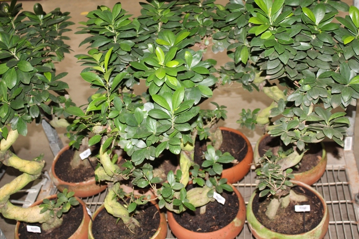 <h4>BONSAI FICUS MICROCARPA GINSEN VB C30</h4>
