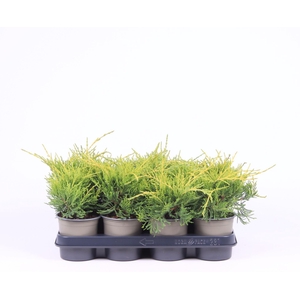 Juniperus x pfitzeriana Old Gold