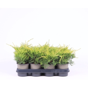 Juniperus x pfitzeriana Old Gold