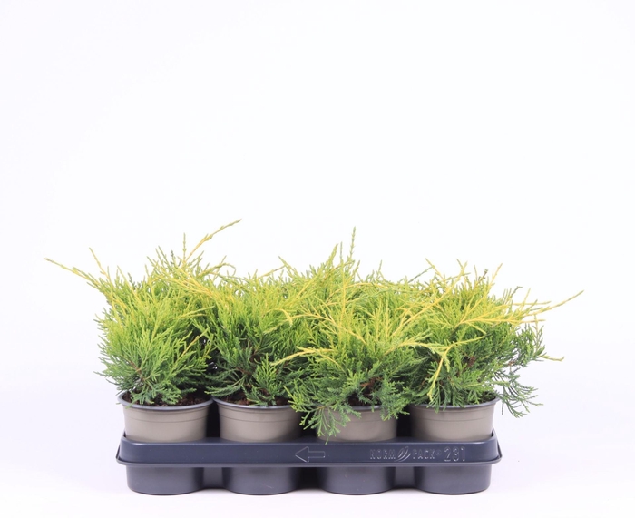 <h4>Juniperus x pfitzeriana Old Gold</h4>