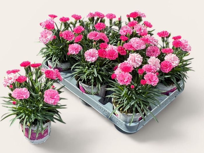 <h4>DIAN I LOVE U</h4>