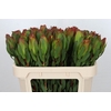 Leucadendron Laurel Yellow