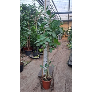 Ficus benghalensis 'Audrey'